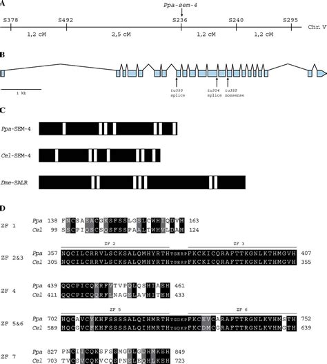 Pdf Sem 4spalt And Egl 17fgf Have A Conserved Role In Sex Myoblast Specification And