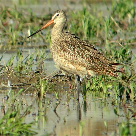 Shorebirds flocking to Hillman Marsh