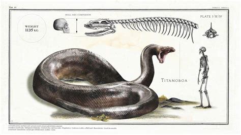 Strange On Twitter The Titanoboa Was The Foot Long Prehistoric