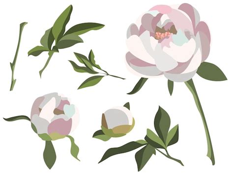 Premium Vector White Peonies Isolated On White Background Vector Set