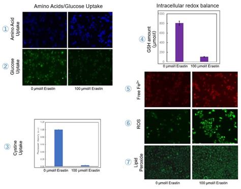 ROS Detection ROS Assay Kit Highly Sensitive DCFH DA Dojindo