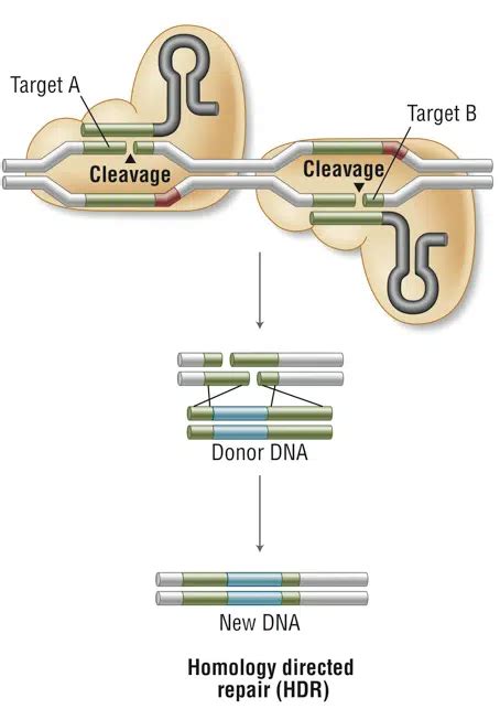 New CRISPR Cas Nucleases For Your Gene Editing Experiments New