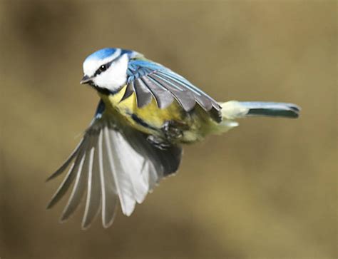 Mésange Bleue Vol Banque Dimages Et Photos Libres De Droit Istock