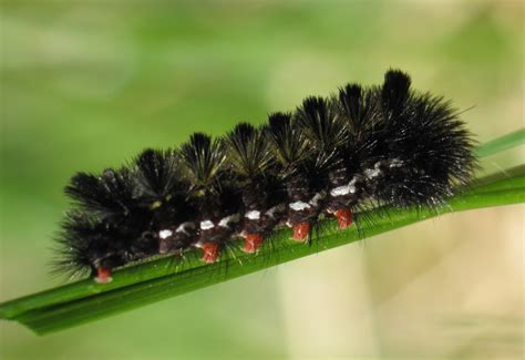 Unknown Caterpillar from South Africa stings person: Virginia Ctenucha ...