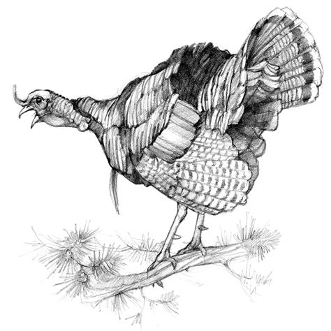 Wild Turkey Pencil Drawings