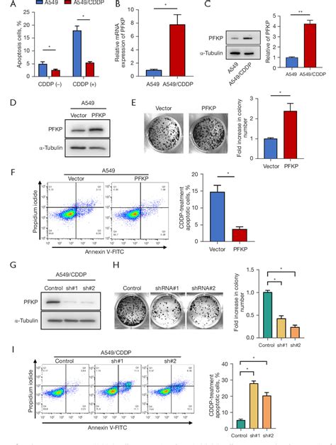 Figure From Pfkp Confers Chemoresistance By Upregulating Abcc