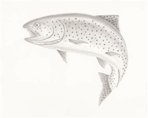 Rainbow Trout Drawing at PaintingValley.com | Explore collection of ...