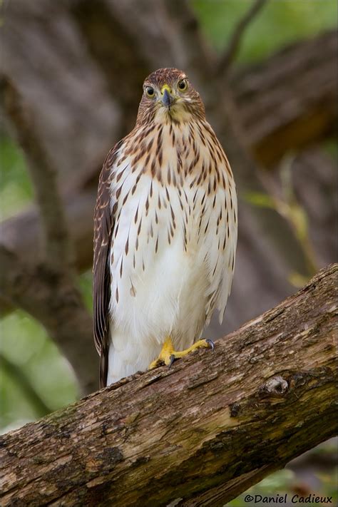 Cooper’s Hawk