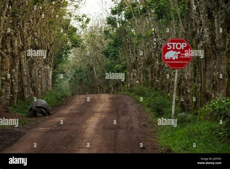 Galapagos Giant Tortoise Chelonoidis Nigra And Road Santa Cruz Island