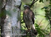 Accipiter Nisus IN Eurasian Sparrowhawk EN US FI