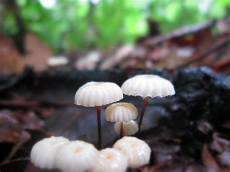 Marasmius Bulliardii The Ultimate Mushroom Guide