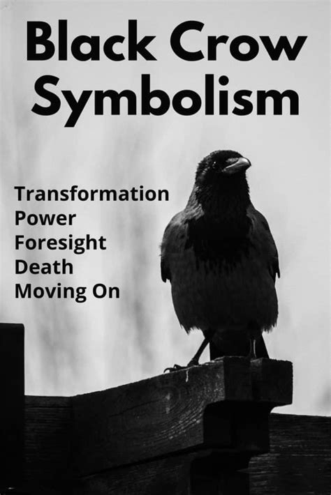 Black Crow Meaning & Symbolism (Power & Transformation)