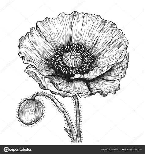 Hand Drawn Poppy Flower Isolated White Background Vector Illustration