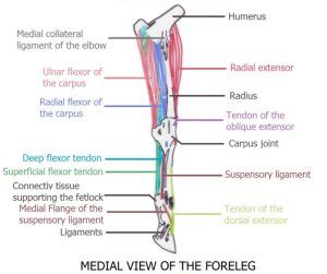 Anatomy of the foreleg part 2: Biomechanic and muscles of the foreleg ...