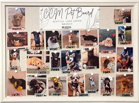 CrossCountry Mortgage - Seattle, WA - Meet the pets of CCM! The real
