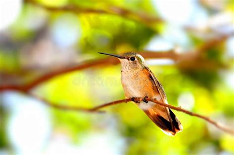 Female Broad Tailed Hummingbird Stock Photo Image Of Birds Florida