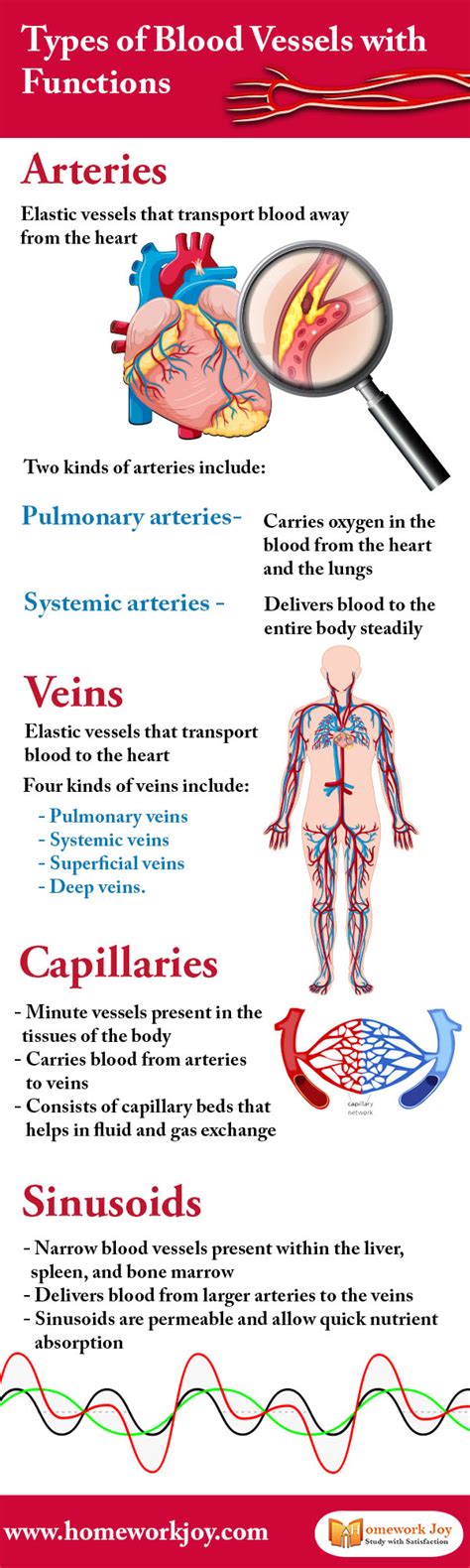 Blood Vessels And Their Functions