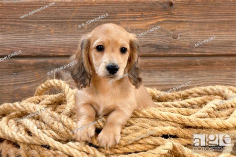 Dog Dachshund 7 Week Old Puppy Stock Photo Picture And Rights