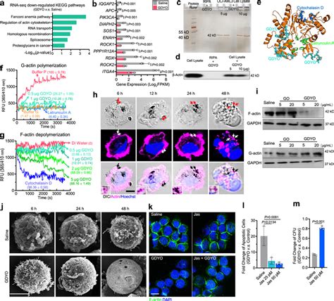 Gdyo Dampened F Actin Organization In Dnmt A Mutant Aml Cells A Kegg