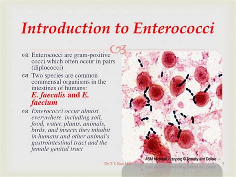 Ppt Vancomycin Resistant Enterococci Powerpoint Presentation Id