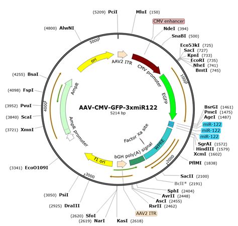 AAV CMV GFP Serotype BI30 SL116333 488 00 SignaGen