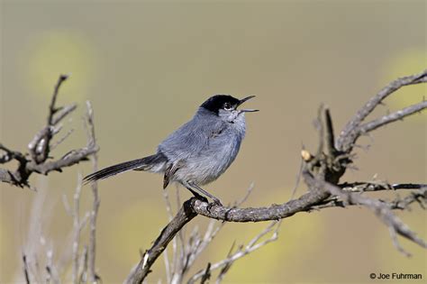 California Gnatcatcher – Joe Fuhrman Photography