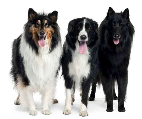 Tìm hiểu chi tiết về giống chó chăn cừu Border Collie Dịch Vụ Huấn