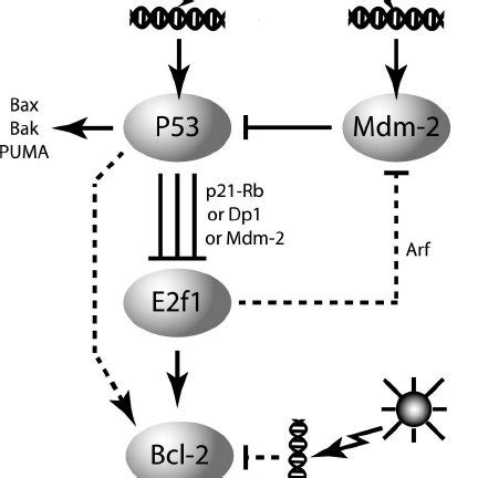 P Regulates Uv Induced Apoptosis Through E F In Isogenic Cells A