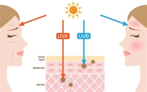 Understanding UVA and UVB Rays: Protection & Risks January 2025