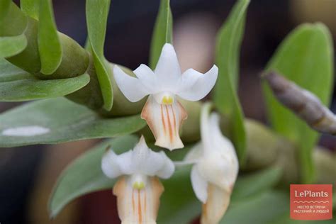 Дендробиум овальнолистный Dendrobium Ellipsophyllum — описание