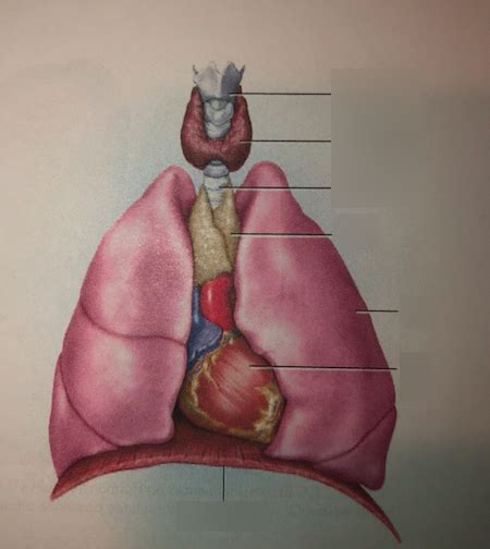 Thymus Diagram | Quizlet