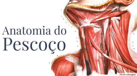 Anatomia do Pescoço Café Cirúrgico