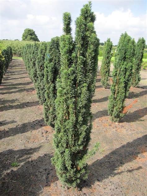 Robuste S Uleneibe Taxus Baccata Fastigiata Robusta Amazon De Garten