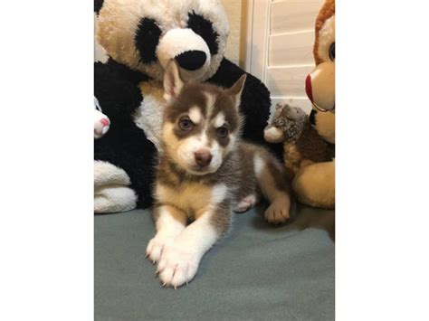 4 Siberian Husky Puppies Phoenix - Puppies for Sale Near Me