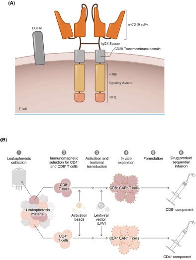 Developing Lisocabtagene Maraleucel Chimeric Antigen Receptor T Cell