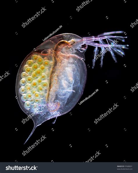 daphnia pulex water flea adult water stock photo  shutterstock