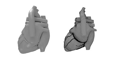 Printable Human Heart 3d Model 3d Printable Cgtrader