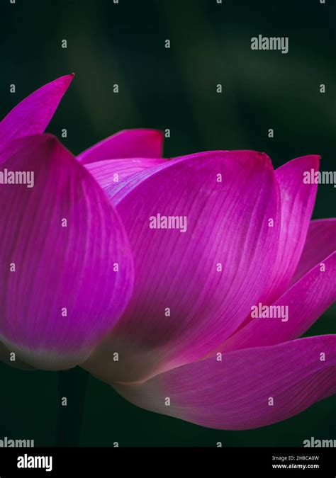 Water Lily Petals Detail Hi Res Stock Photography And Images Alamy