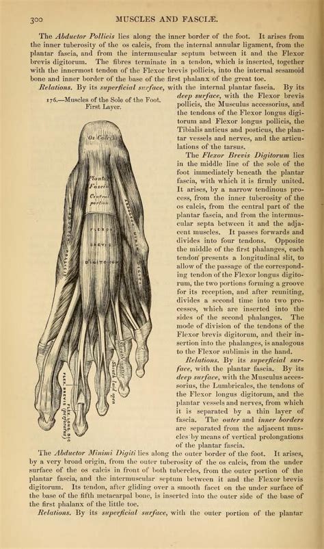 Anatomy Descriptive And Surgical Gray Henry 1825 1861 Free