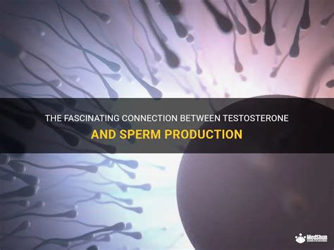 The Fascinating Connection Between Testosterone And Sperm Production Medshun