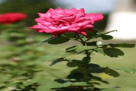 Saint Lucia The Rose Flowers St Lucia Flower Festival