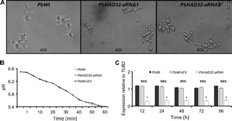 Silencing Of Pbhad32 Leads To Distinct P Brasiliensis Yeast Cell