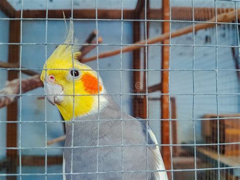 Yellow Cockatiels Parrots (Nymphicus Hollandicus) Stock Image - Image ...