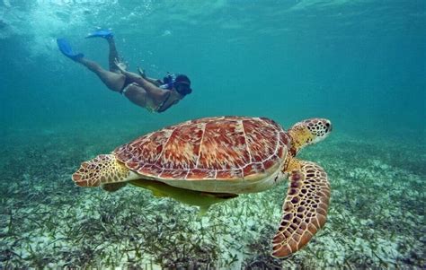 Amazing Day Gili Island Tour Package With Snorkeling