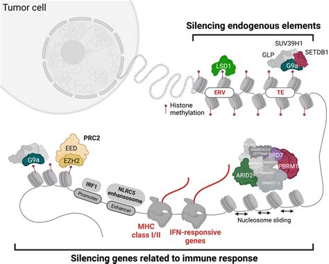 Immune Modulatory Effects Of Tumor‐intrinsic Epigenetic Dysregulations