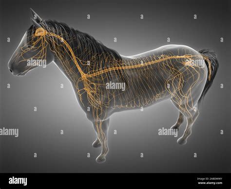 Horse Brain Structure Hi Res Stock Photography And Images Alamy