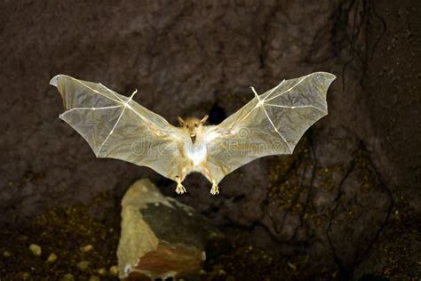 Vampire Bat Posed in Flight Stock Photo - Image of care, anatomical ...