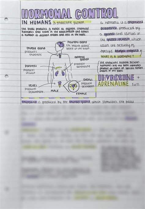 Solution Gcse Biology Revision Notes Hormonal Control Studypool