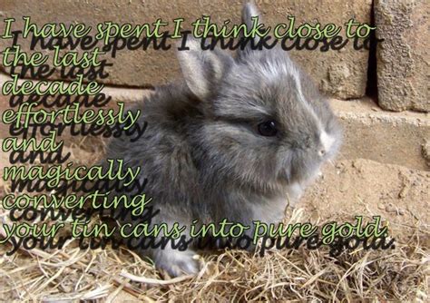 Funny Rabbit Quotes Quotesgram