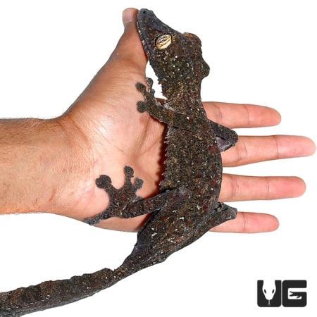 Giant Leaf Tail Geckos Uroplatus Fimbriatus For Sale Underground